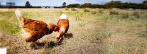 poules en plein air