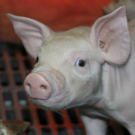 Ferme du Calfour élevage de porcs (Large)