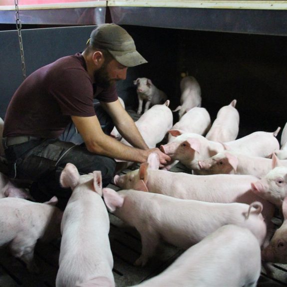 Ferme de Kereonnec élevage de porcs