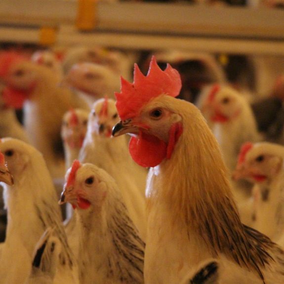 Ferme du moulin poules