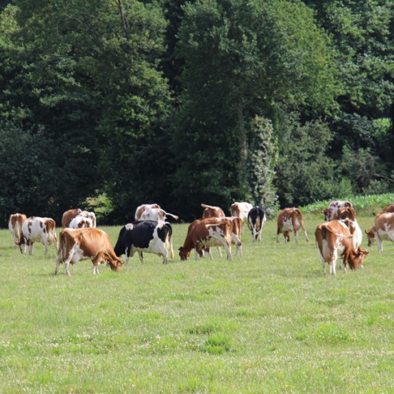 FERME-LES-LANDES---TDB-(58)