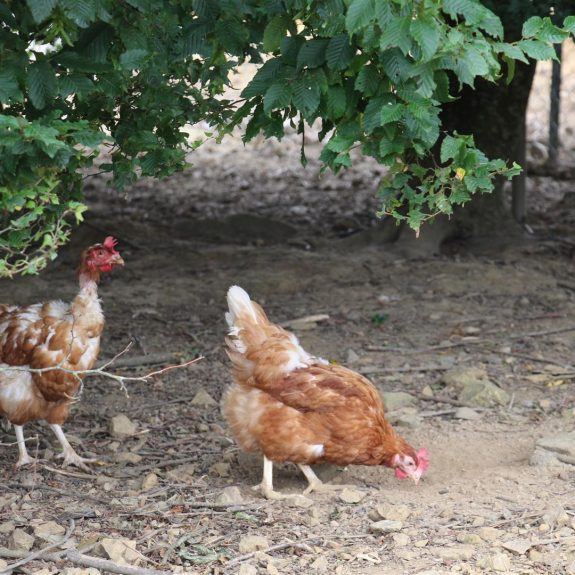 Ferme de Kermarie poules