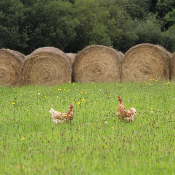 Ferme de Kermarie parcours 2