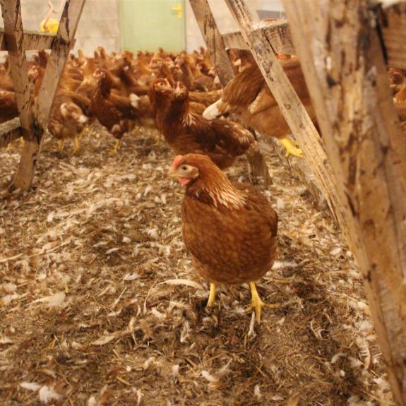 Ferme de Sainte Marie poules 2