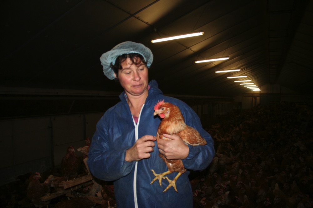 FERME DES ROCHERS : Éleveur Producteur à MAEL-PESTIVIEN