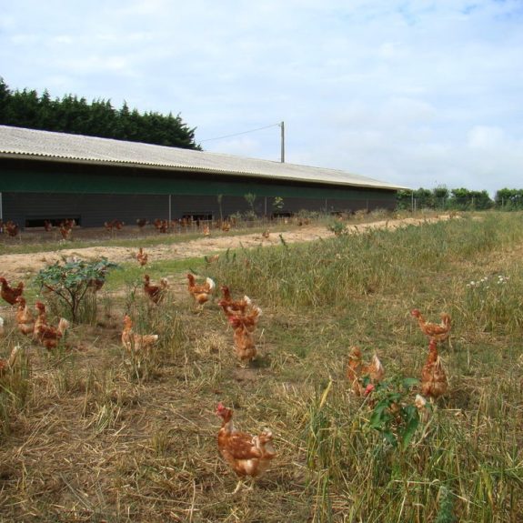 ferme_calvary_16__060201100_0433_04122013