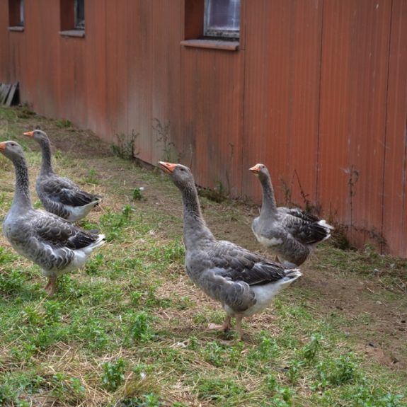 ferme_de_croix_eparge__etienne_bricet_eleveur_4_soleils_26__014897400_0826_13082014