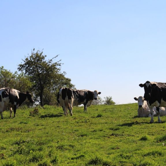 fermes_des_deux_chenes_terres_de_breizh_09_15_44__048654700_1722_30092015