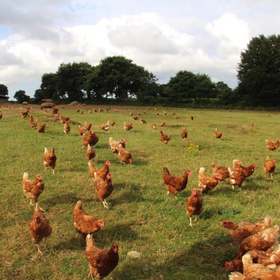 le_cam__ferme_des_traditions__pondeuses__bio__2__093652600_1001_11082016