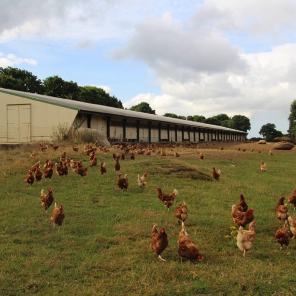 le_cam__ferme_des_traditions__pondeuses__bio__7__079857000_1001_11082016