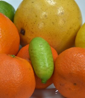 PHOTO CLAUDE PRIGENT / LE TELEGRAMME. BREST (29) : Concours " Les recettes des lecteurs du Télégramme " . Sandrine Le Thoz de Morlaix 29 .  Génoise , crème Chiboust au citron et segments d’agrumes .