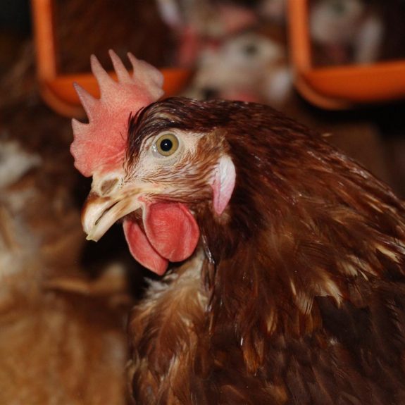 Ferme de Kernevez poules pondeuses zoom