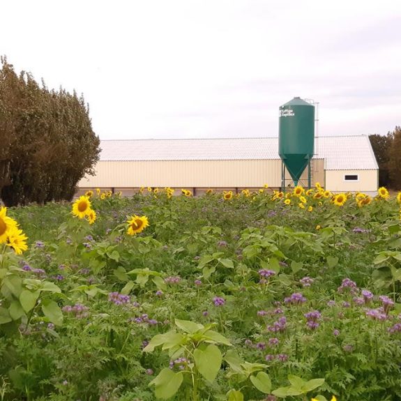 ferme des boishardy 6