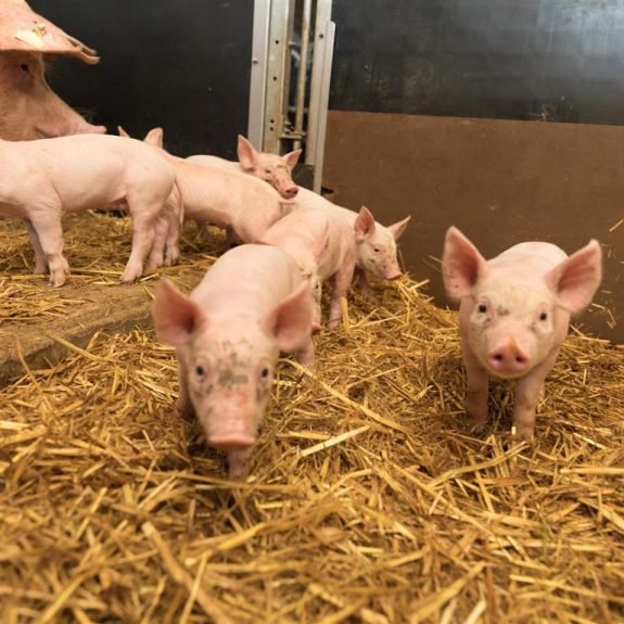 Terres de Breizh Fermes des Courtrais espace maternité