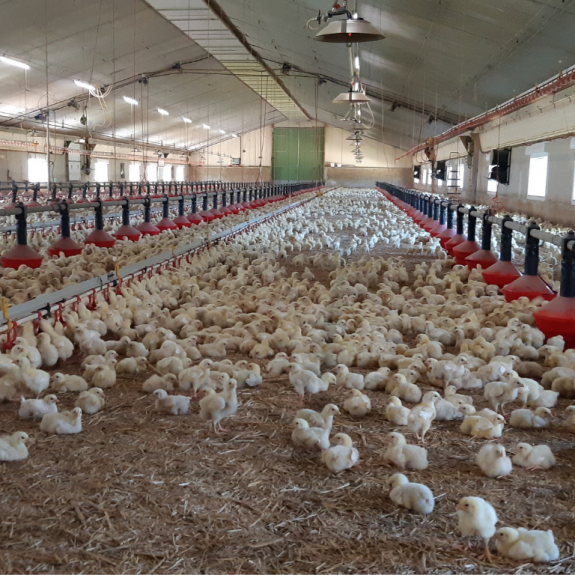 La Ferme de la Croix Hello - Terres de Breizh 4