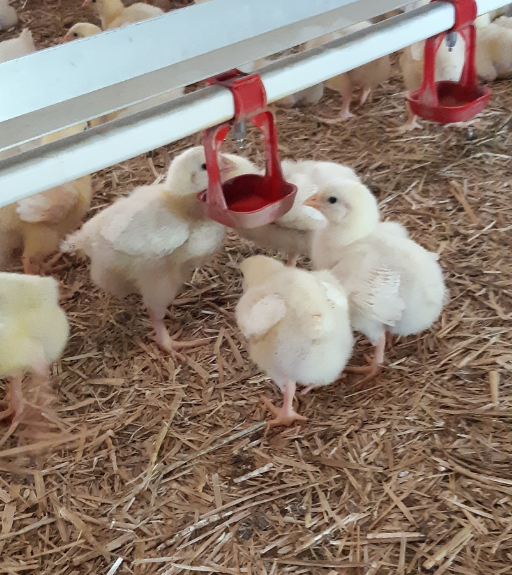 La Ferme de la Croix Hello - Terres de Breizh