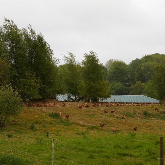 Eleveuse poules pondeuses bio - GOURIO Sandrine - Terres de Breizh (1) (Large)