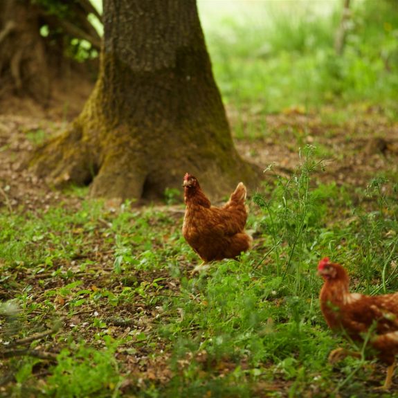 Eleveuse poules pondeuses bio - GOURIO Sandrine - Terres de Breizh (2) (Large)