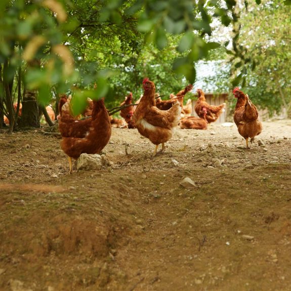 Eleveuse poules pondeuses bio - GOURIO Sandrine - Terres de Breizh (3) (Large)